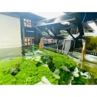 Quạt thủy sinh ,hồ cá - quạt giảm nhiệt từ 2-3 độ c nhanh chóng hiệu quả