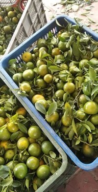 quýt đường bán sỉ