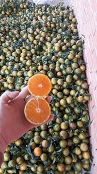 quýt đường đắc lăk