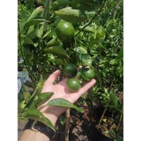 Quýt đường đang trái xum xuê