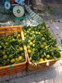 quýt đường miền Tây bán sỉ