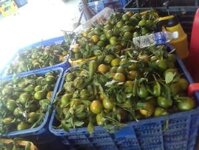 quýt đường miền tây