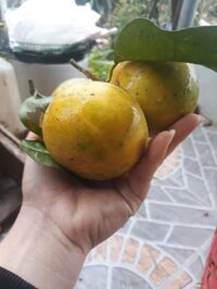 quýt đường Nghệ An ( cam bóc)