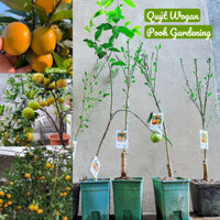 QUÝT WOGAN| CÂY ĂN TRÁI