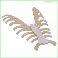 Ran 1 1 Mô Hình Bộ Xương Người Cho Phòng Thí Nghiệm Trường Học Mô Hình Xương Sống Con Người Mô Hình Giải Phẫu Y Tế Dụng Cụ Giảng Dạy