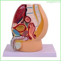 Ran Giải phẫu Nam vùng chậu Khoang mô hình thực tế Nam sinh sản Mô hình giải phẫu để giảng dạy Cài đặt lâm sàng
