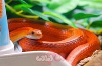 Rắn Ngô – Corn Snake : Thông tin căn bản cần biết