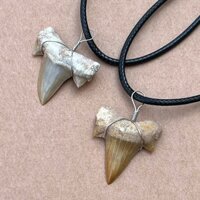 ✨Răng tai Ma-rốc Răng cá mập Hóa thạch Paleo Mẫu sinh học Khoa học phổ biến Giảng dạy Mặt dây chuyền răng thật 1.9-2.5cm25.3.6