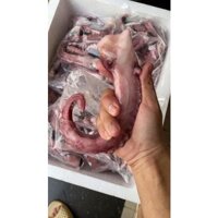 RÂU BẠCH TUỘC KHỔNG LỒ