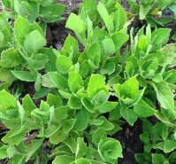 Rau Bầu Đất – Viêm bàng quang, Hỗ trợ người bị khí hư, bạch đới, kinh nguyệt không đều rất tốt cho phụ nữ BAK827 – Bách An Khang | Bachankhang.com | Thế giới thảo dược, đông trùng hạ thảo, yến sào Khánh Hòa