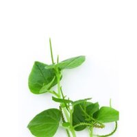 RAU CÀNG CUA HỮU CƠ 200G