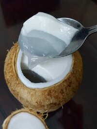 Rau câu trái dừa