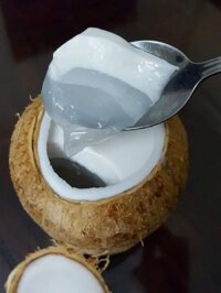 Rau câu trái dừa