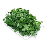 Rau Chùm Ngây VietRat