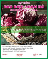 RAU DIẾP XOĂN ĐỎ