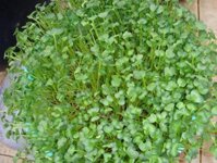 Rau mầm cải xoong