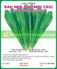 RAU NGÒ GAI (MÙI TÀU)