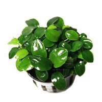 Ráy Nana Petite lá nhỏ - Cây thủy sinh vạn người mê