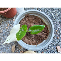 Ráy nhật - Alocasia adora Okinawa (Cây cao 15~20cm)