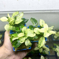 ráy pinto chậu nhựa - cây thuỷ sinh trang trí bể thuỷ sinh