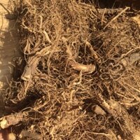 Rễ cây Bồ công anh hữu cơ
