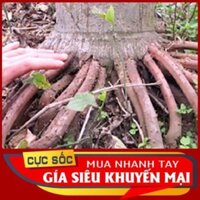 Rễ Cây Cau tươi 1kg [Thảo Dược Ngọc Ánh]