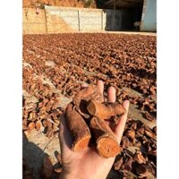RỄ CÂY MÚ TỪN QUẾ PHONG