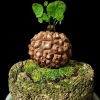 [RẺ NHẤT] Củ bình vôi Thái Suberosa 🥭Được chọn củ🥭 củ đã trồng sẵn chậu với giá thể akadama nhật.