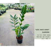 RẺ NHẤT SÀN Chậu Cây Kim Tiền sz Lớn