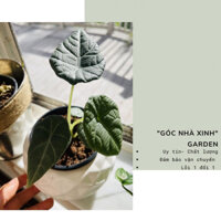 RẺ NHẤT SÀN Chậu cứng Alocasia Melo