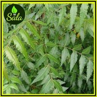 [Rẻ vô địch] Combo 5 Cây Sầu Đâu Giá Rẻ CÂY GIỐNG 3 MIỀN