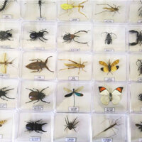 Real Butterfly Insect Specimens Educational Science Kit for Preschool Classroom Nature Study Teaching Aid Kids Gift Collection QHC8