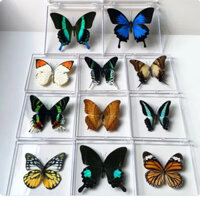 Real Butterfly Specimen Boutique Transparent Box Ornaments Birthday Gift Photo Props Children Student Teaching Supplies UEZ0