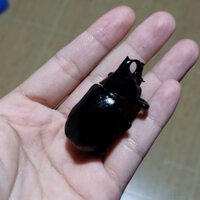 Real Insect Specimens Rubber Osmanthus Beetle Ji Pocket Wet Insect Handmade DIY Landscaping 3DDX