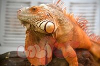 Red iguana – rồng nam mỹ đỏ cam