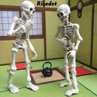 Risedot Movable Mr. Xương, Bộ xương đồ chơi hình Mini ngộ nghĩnh, Quà tặng di chuyển Mô hình con người dễ thương