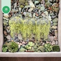 Rọ lớn cây không khí Tóc Tiên ,trang trí nhà cửa ,decor quán cafe