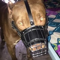 Rọ mõm kim loại cho chó to da pu, malinois, gsd becgie,rottweiler, pitbull,labrador