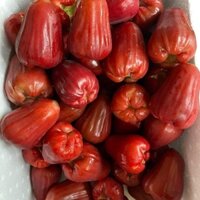 Roi đỏ an phước