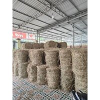 RƠM CUỘN (15 KG -18 KG) RƠM KHÔ CỦ CHI/TRỒNG NẤM, TRANG TRÍ ,DCOR