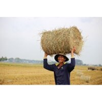 RƠM CUỘN TRANG TRÍ TIỂU CẢNH TẾT