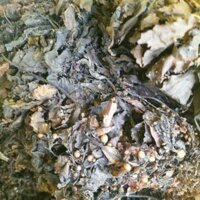 RONG MƠ KHÔ SẠCH  NẤU SÂM RONG BIỂN