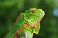 Rồng Nam Mỹ Xanh (Green Iguana)