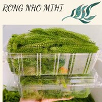 Rong nho tươi 1kg gồm 2 hộp