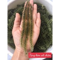 Rong Nho Tươi Khánh Hoà 1kg tặng kèm sốt