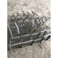 rọng rồn chuột đường mòn