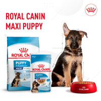 Royal Canin maxi puppy 1kg hạt khô thức ăn cho chó con dưới 15 tháng tuổi sản xuất tại pháp
