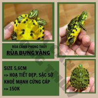 RÙA CẢNH STICKER THẬT, RÙA NƯỚC NHỰA, RÙA MAI VÀNG STIKER