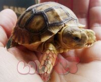 Rùa sulcata tortoise châu phi