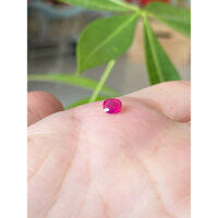 Rub¥ cháo màu hoa 10 giờ